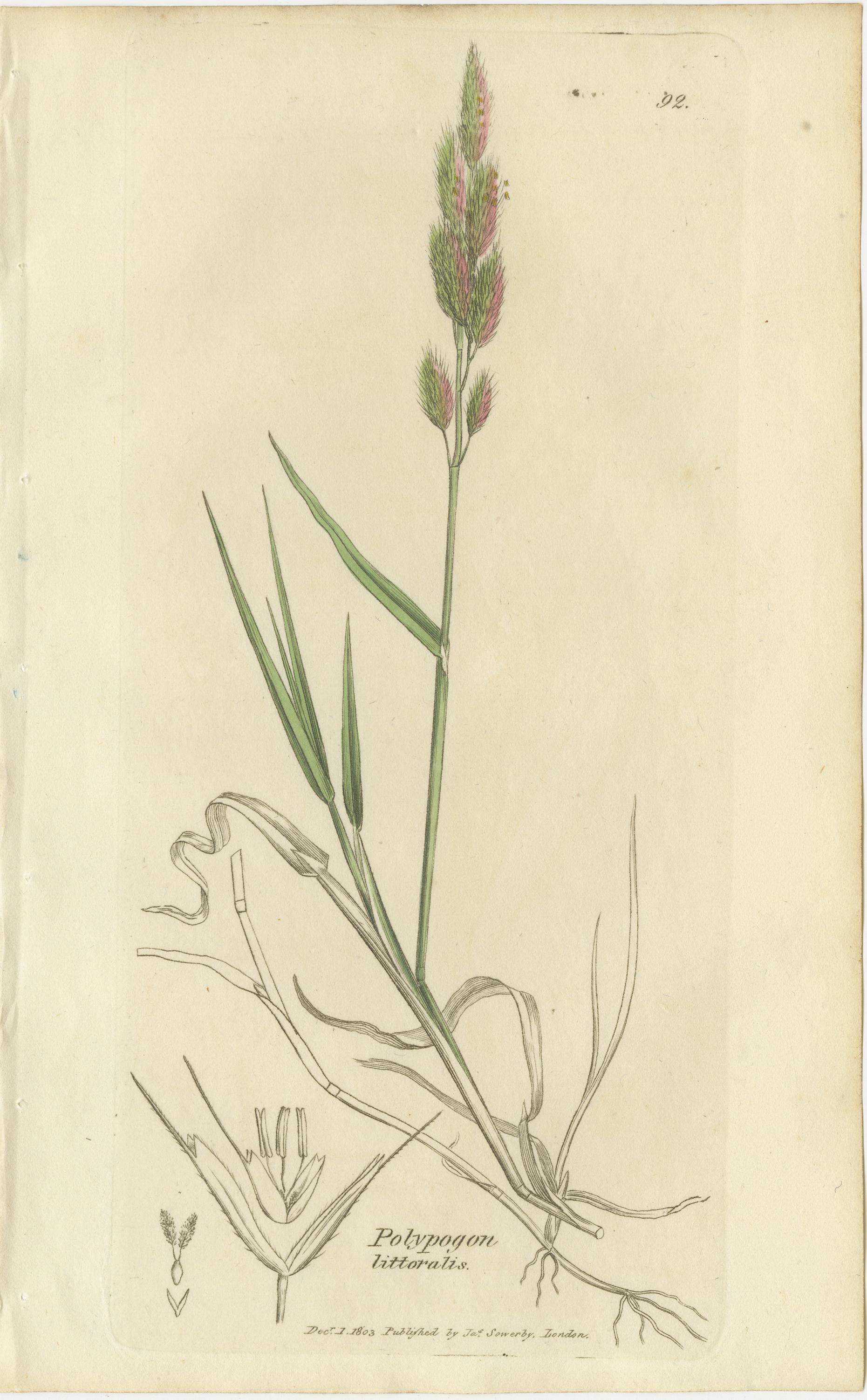 Gravures botaniques anciennes de la sétaire des prés, du polypogon et de l'agrostis, c.I.C. Bon état - En vente à Langweer, NL