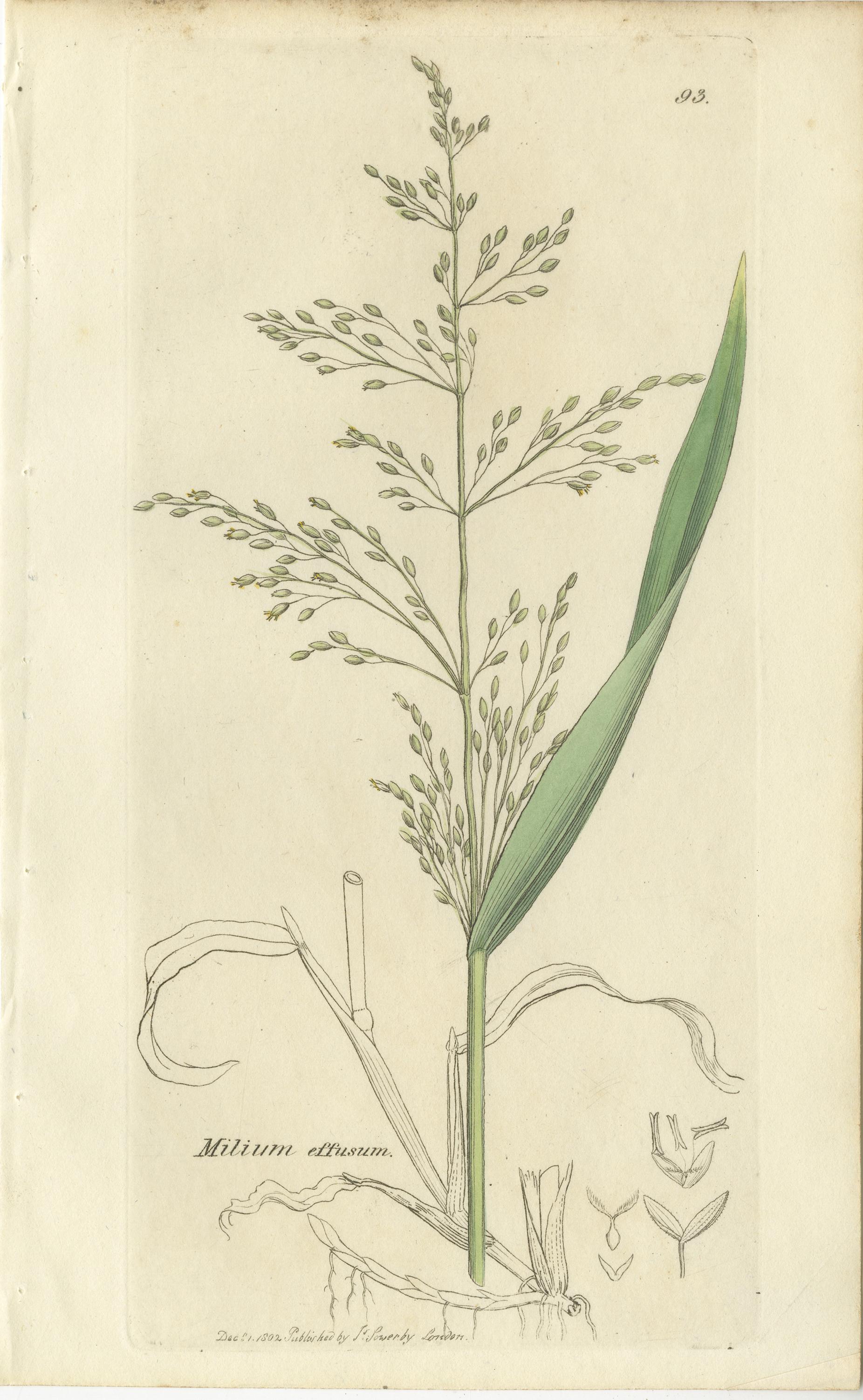 Milieu du XIXe siècle Gravures botaniques anciennes de la sétaire des prés, du polypogon et de l'agrostis, c.I.C. en vente