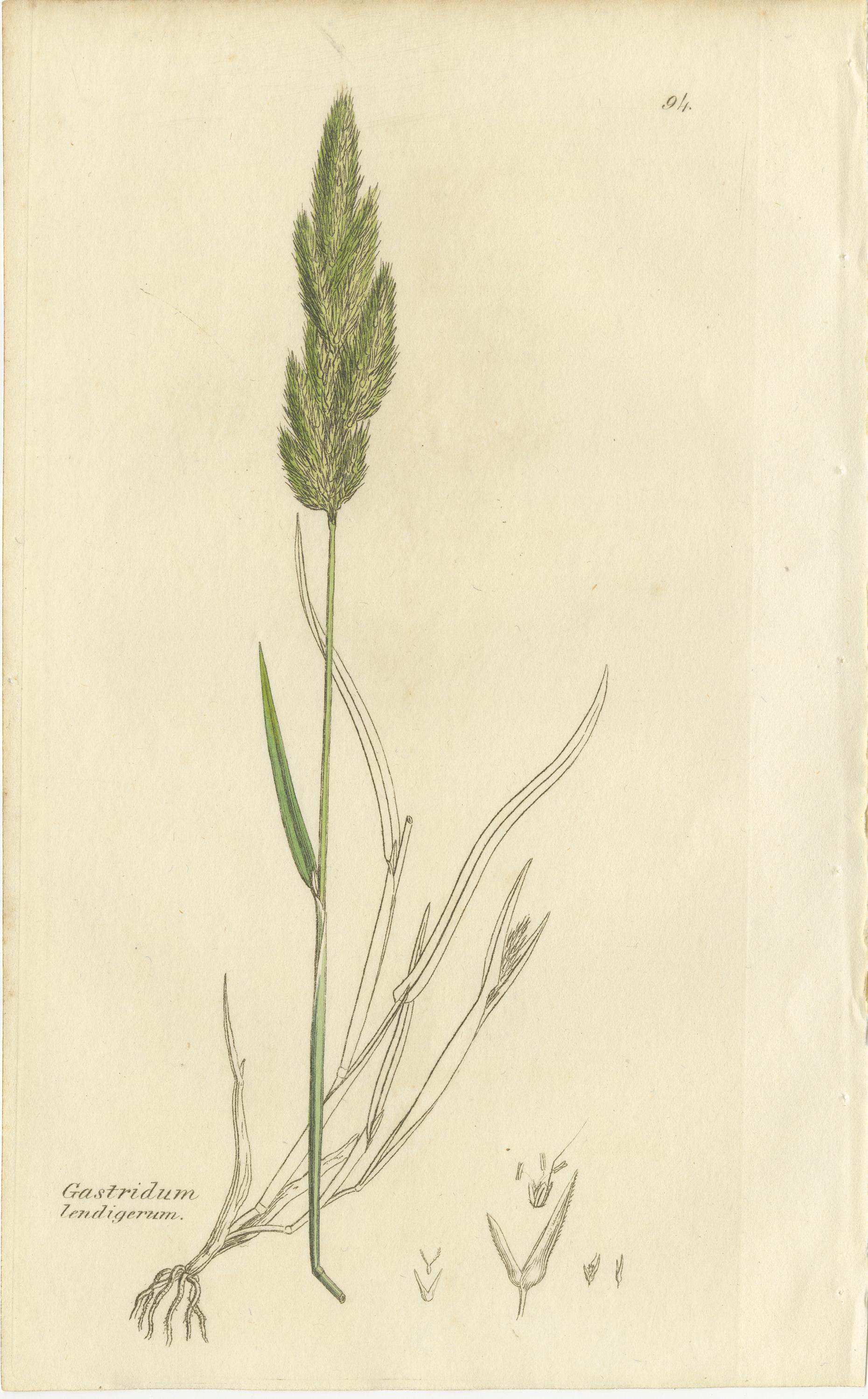 Papier Gravures botaniques anciennes de la sétaire des prés, du polypogon et de l'agrostis, c.I.C. en vente