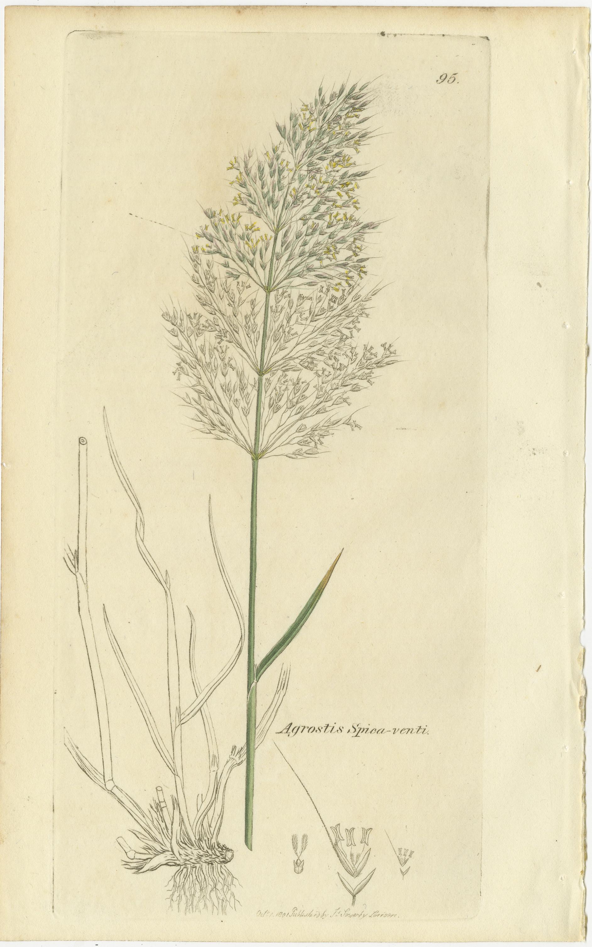 Gravures botaniques anciennes de la sétaire des prés, du polypogon et de l'agrostis, c.I.C. en vente 1
