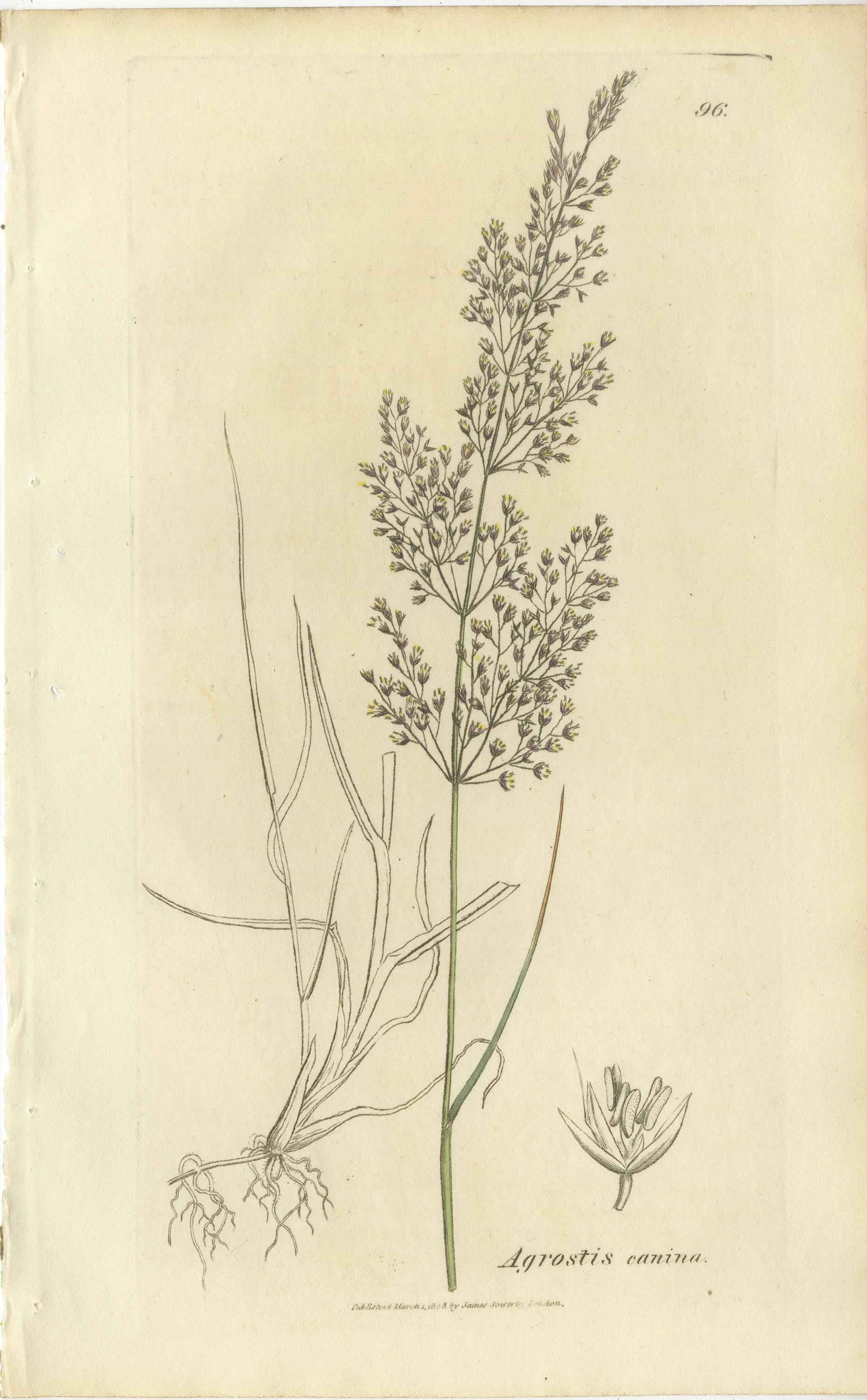 Gravures botaniques anciennes de la sétaire des prés, du polypogon et de l'agrostis, c.I.C. en vente 2