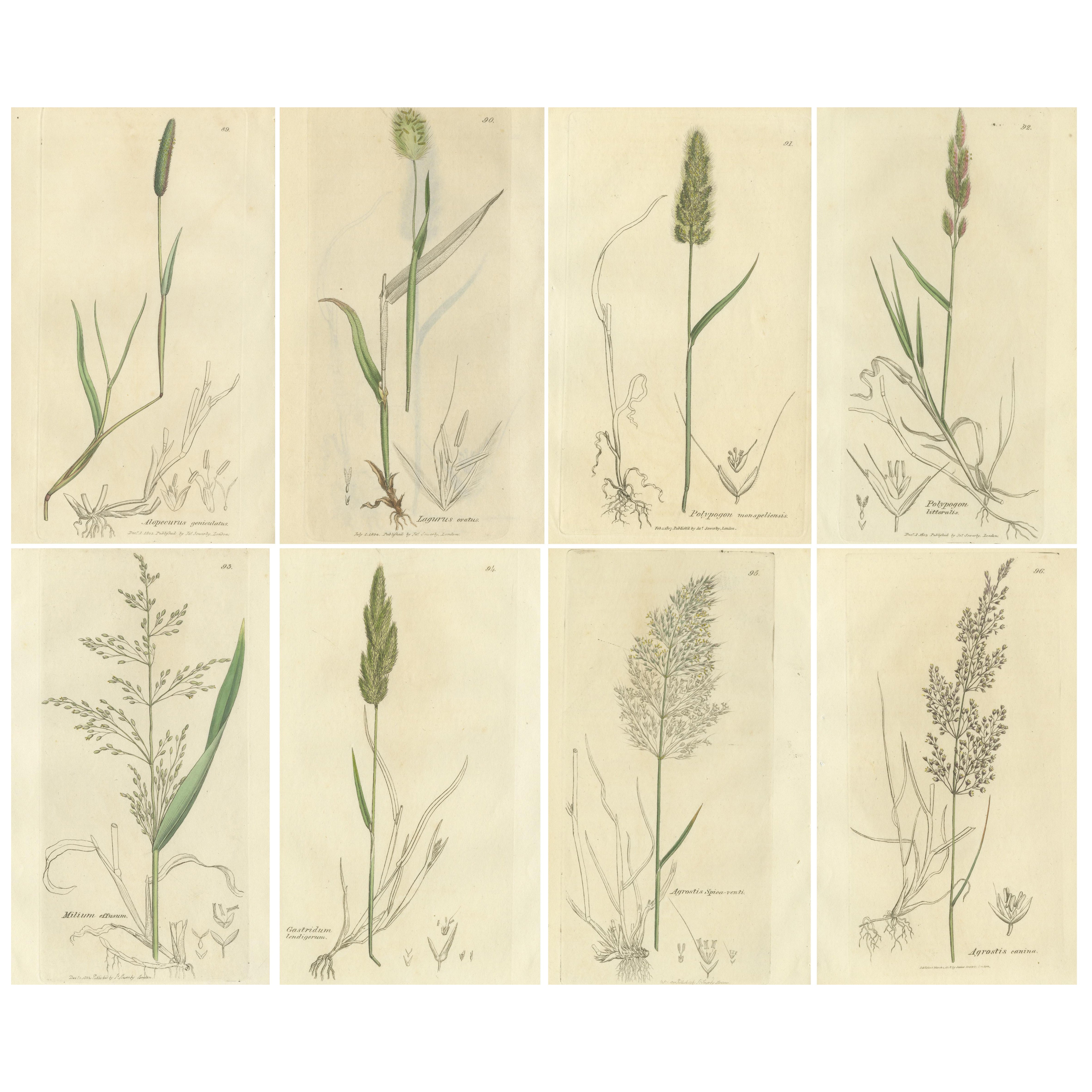 Grabados botánicos antiguos de cola de zorra de los prados, Polypogon y Agrostis, c.1830