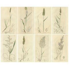 Antique Botanical Engravings of Meadow Foxtail, Polypogon 
Agrostis, c.1830
