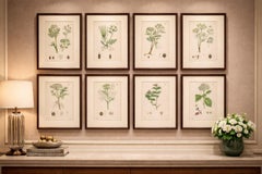 Incisioni botaniche antiche - Set di 10 piante, colorate a mano, XIX secolo