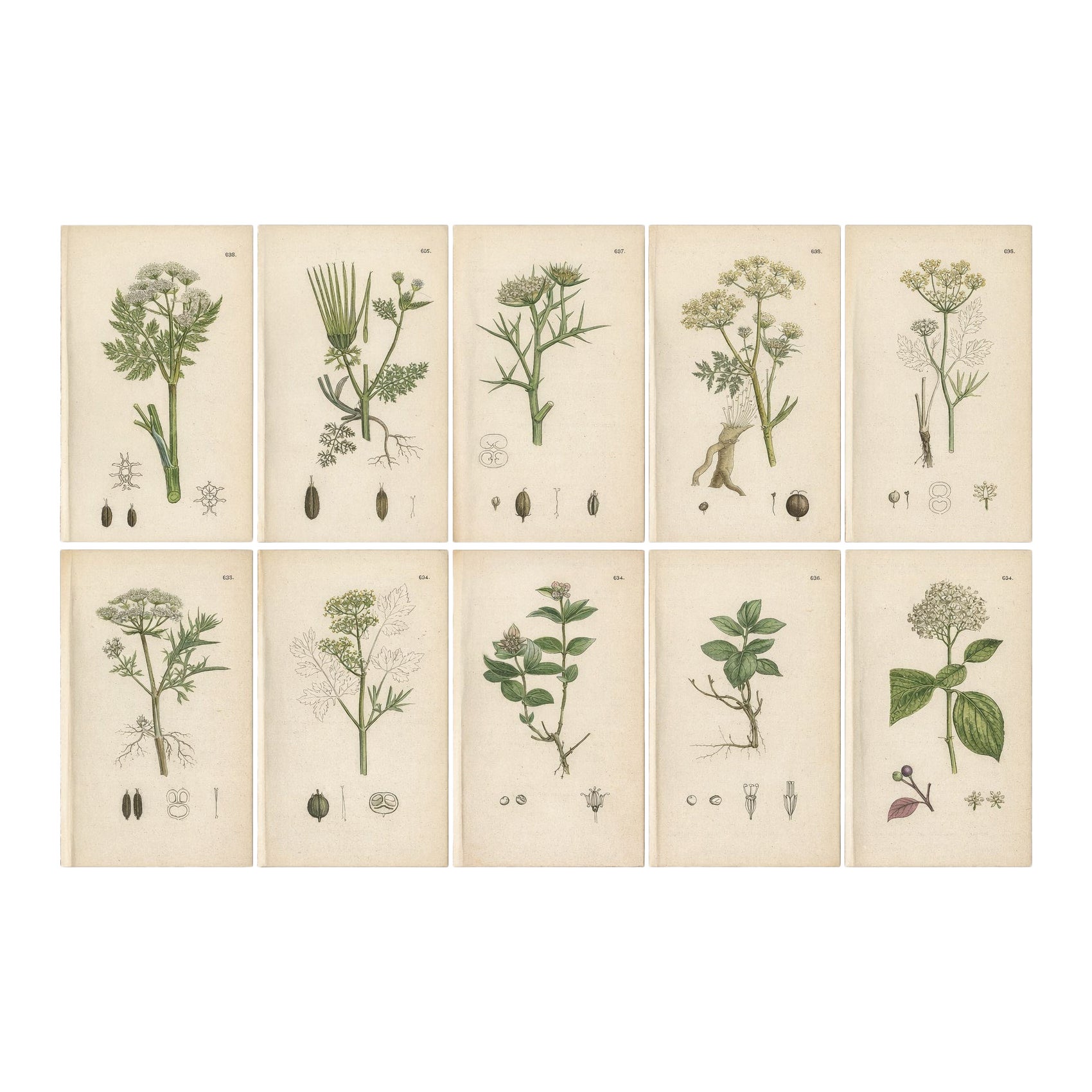 Antique Botanical Engravings – Set of 10 Plants, Hand Colored, 19th Century
