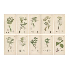 Antique Botanical Engravings – Set of 10 Plants, Hand Colored, 19th Century