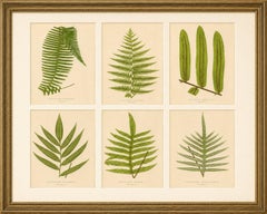 Antique Botanical Fern Lithographs by E.J. Lowe – Set of 6, Published in 1856
