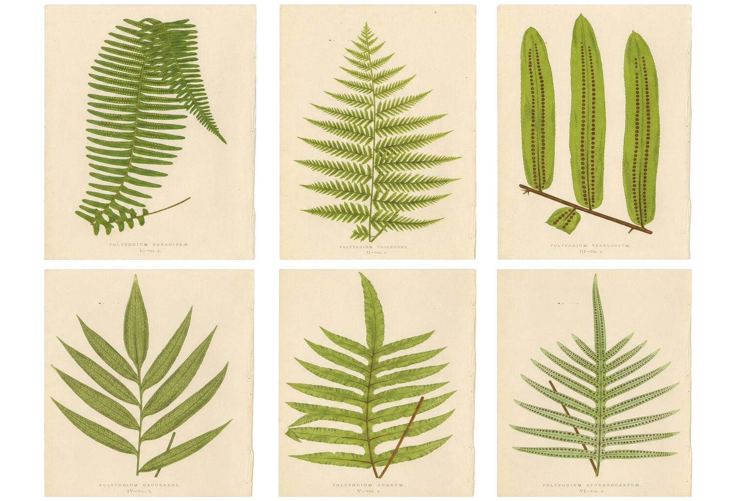 Antique Botanical Fern Lithographs by E.J. Lowe – Set of 6, Published in 1856