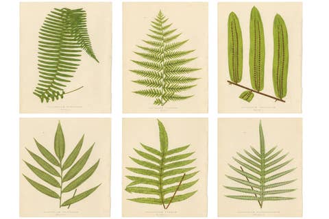 Antique Botanical Fern Lithographs by E.J. Lowe – Set of 6, Published in 1856