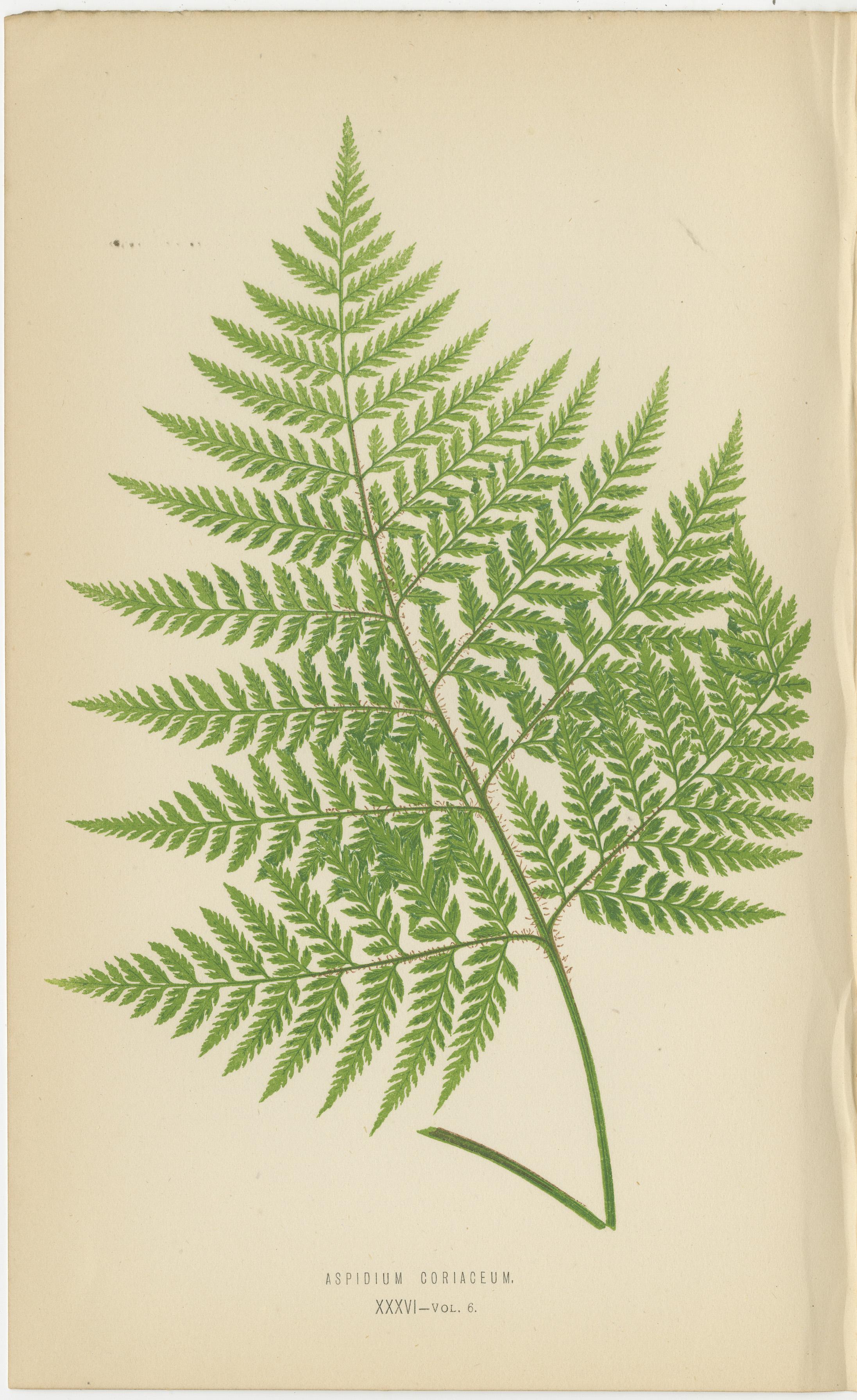 Antique Botanical Fern Prints by E.J. Lowe (1868) In Good Condition In Langweer, NL
