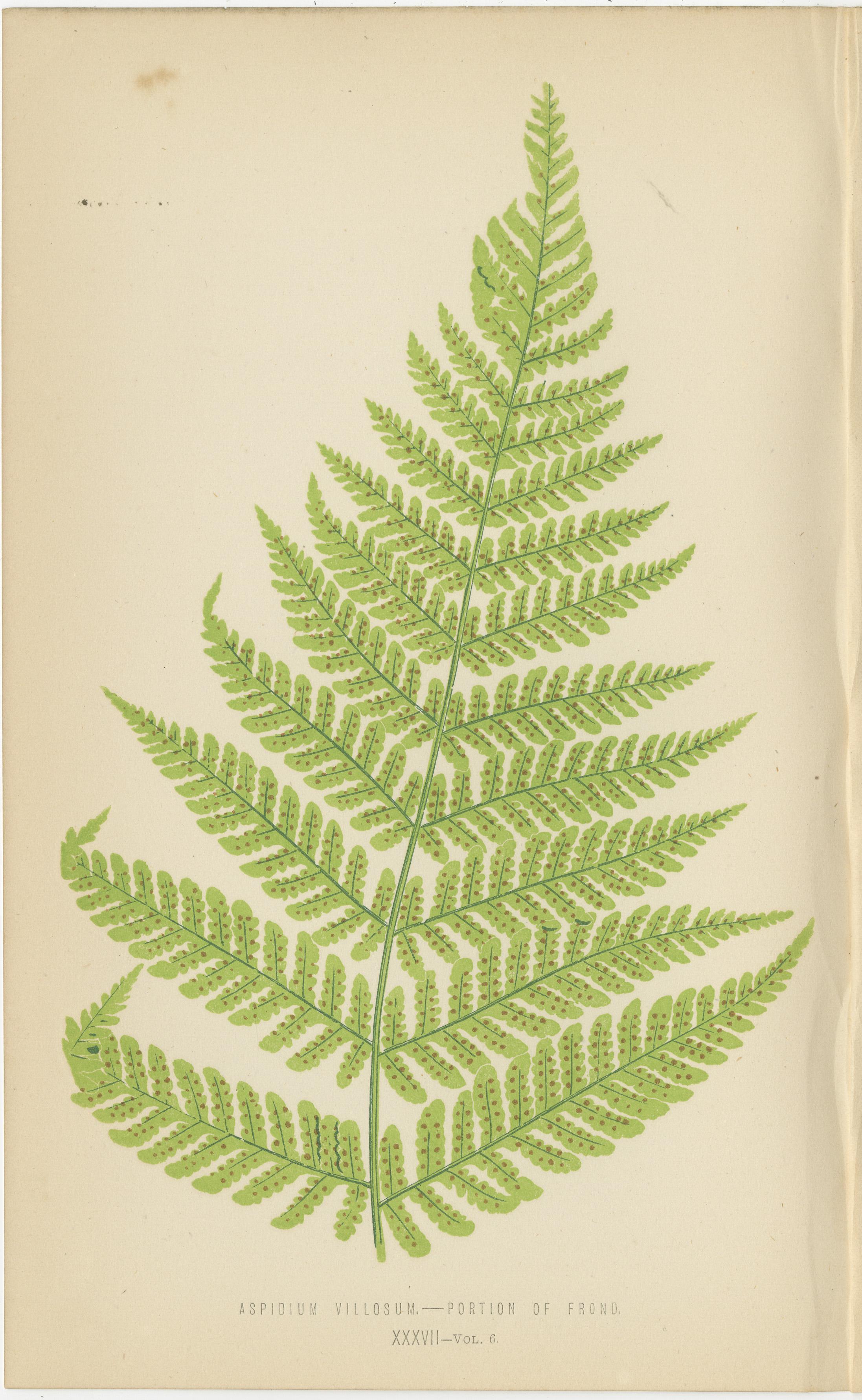 Mid-19th Century Antique Botanical Fern Prints by E.J. Lowe (1868)