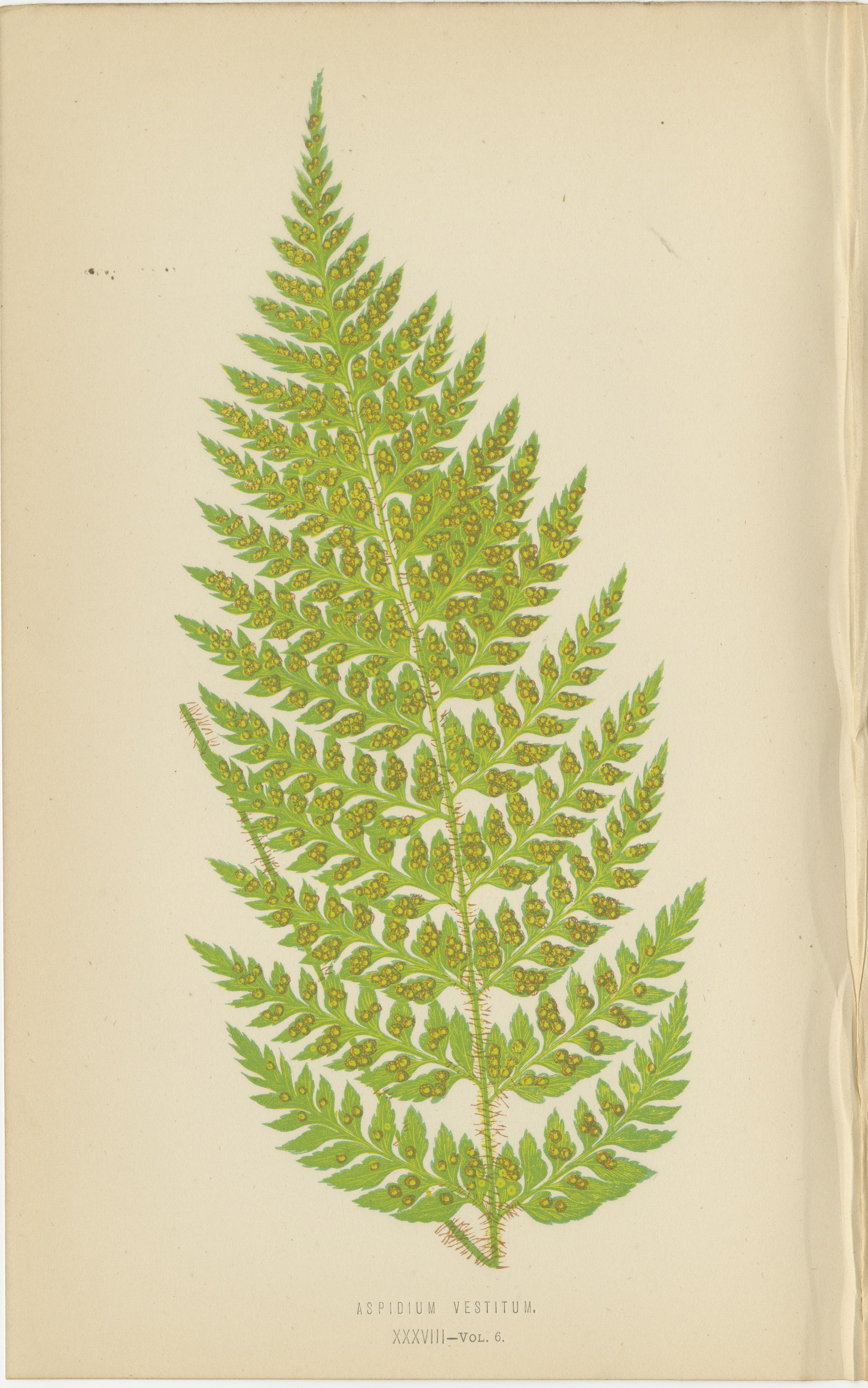 Paper Antique Botanical Fern Prints by E.J. Lowe (1868)