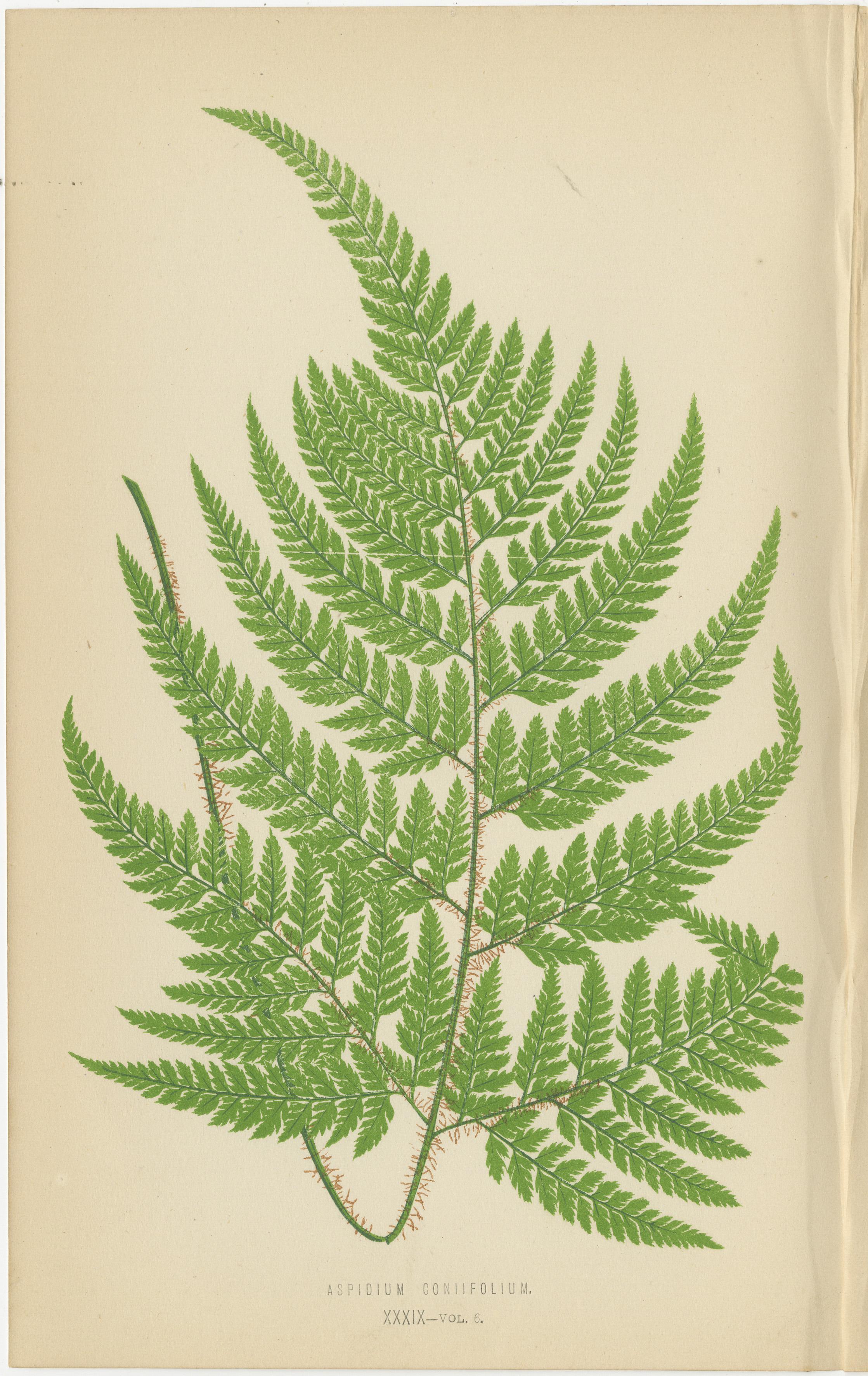 Antique Botanical Fern Prints by E.J. Lowe (1868) 1