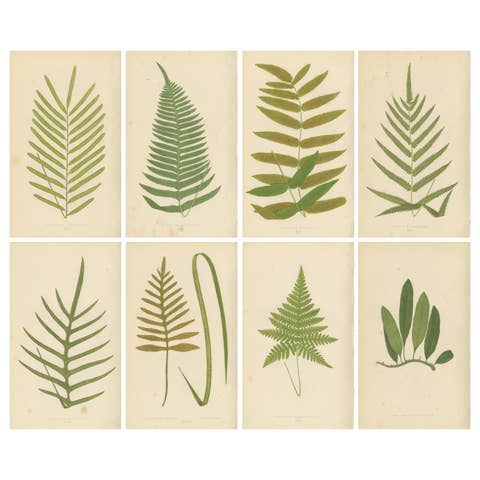 Antique Botanical Fern Prints, Polypodium Studies Decorative Set Lowe 1856