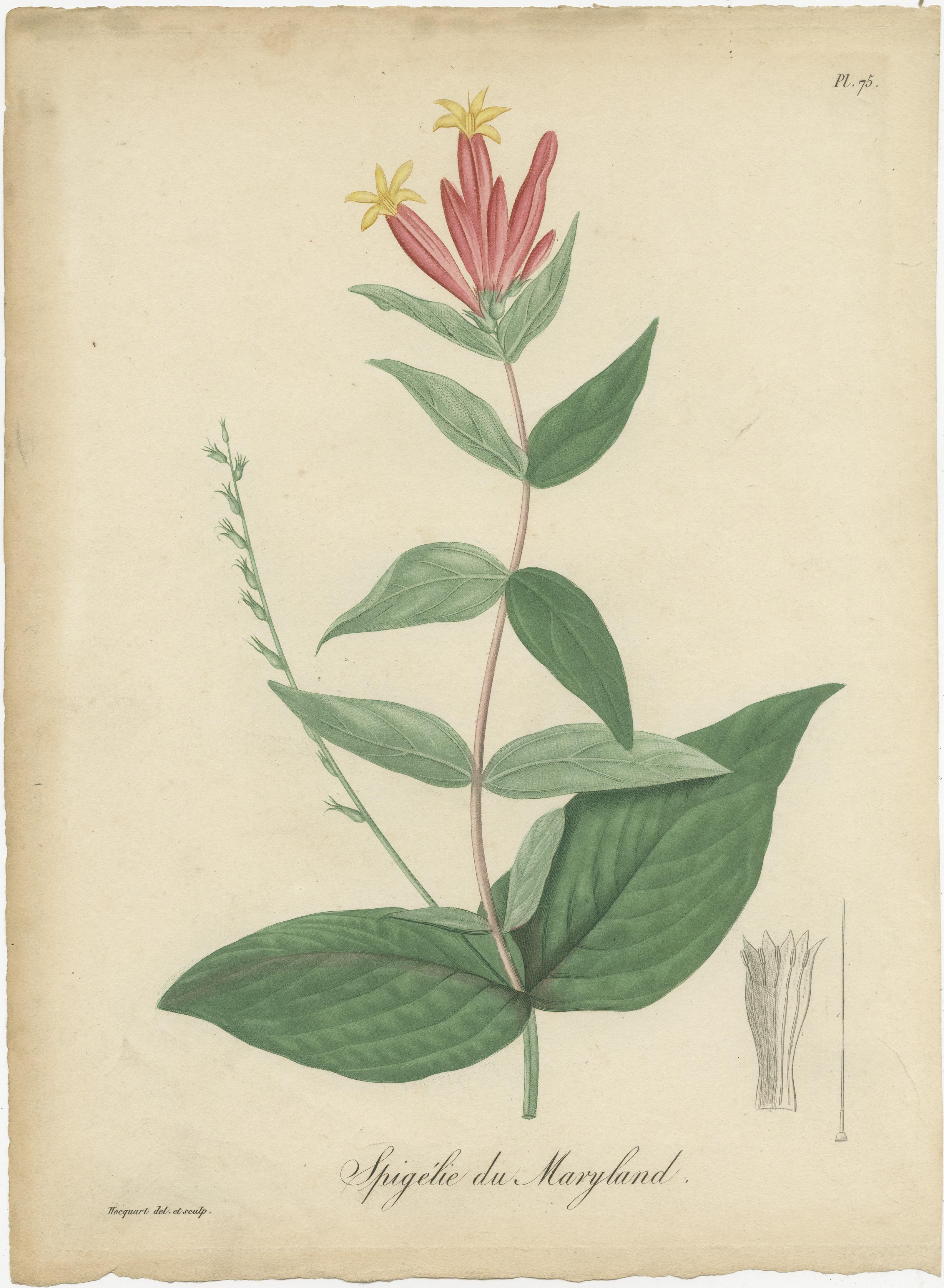 Antique botanical print titled 'MSpigélie du Maryland'. This print shows the Spigelia Marilandica, also known as the Indian pink or woodland pinkroot. It is a herbacious perennial wildflower in the Loganiaceae family native to inland areas of the