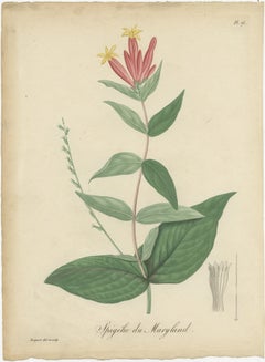 Antique Botanical Flower Print of Spigelia Marilandica or Indian Pink, ca.1821