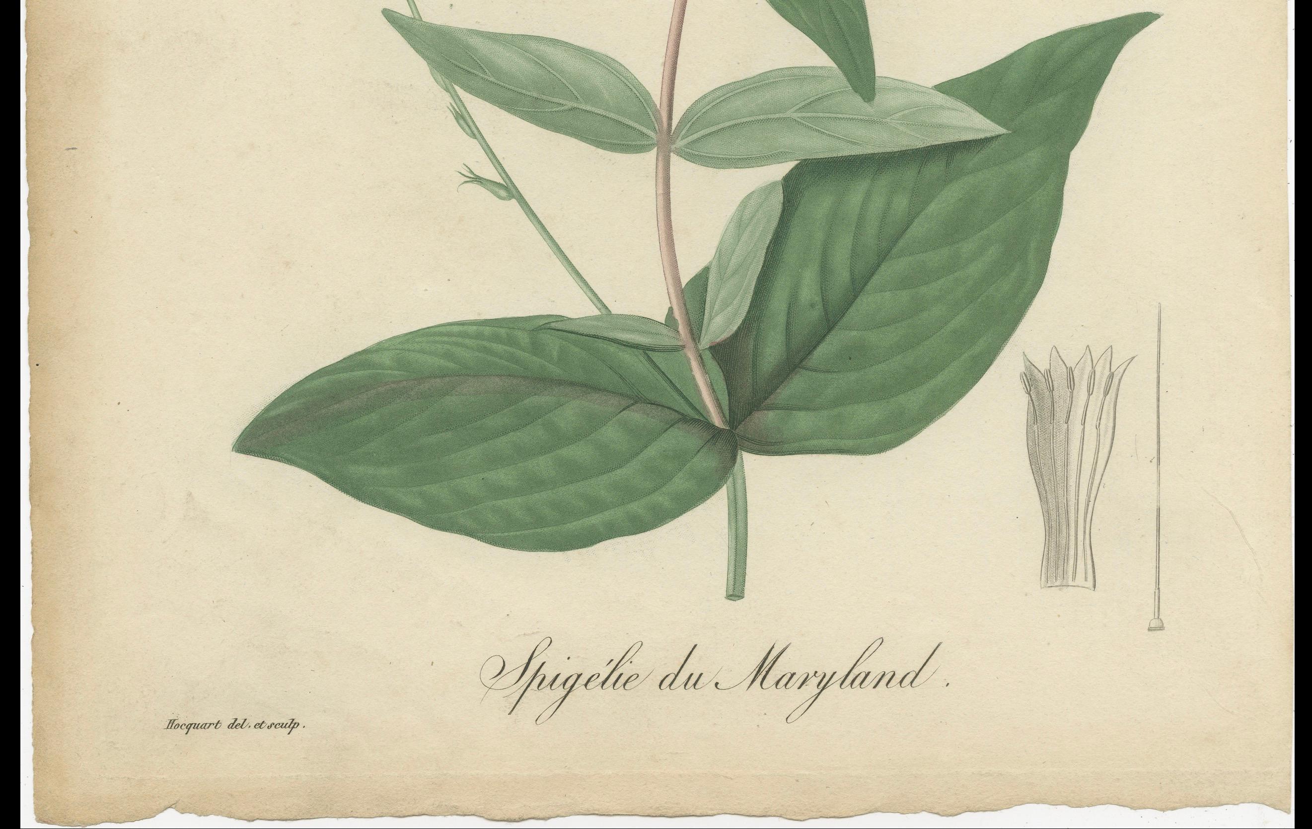 Antique Botanical Flower Print of Spigelia Marilandica or Indian Pink, ca.1821 In Fair Condition For Sale In Langweer, NL