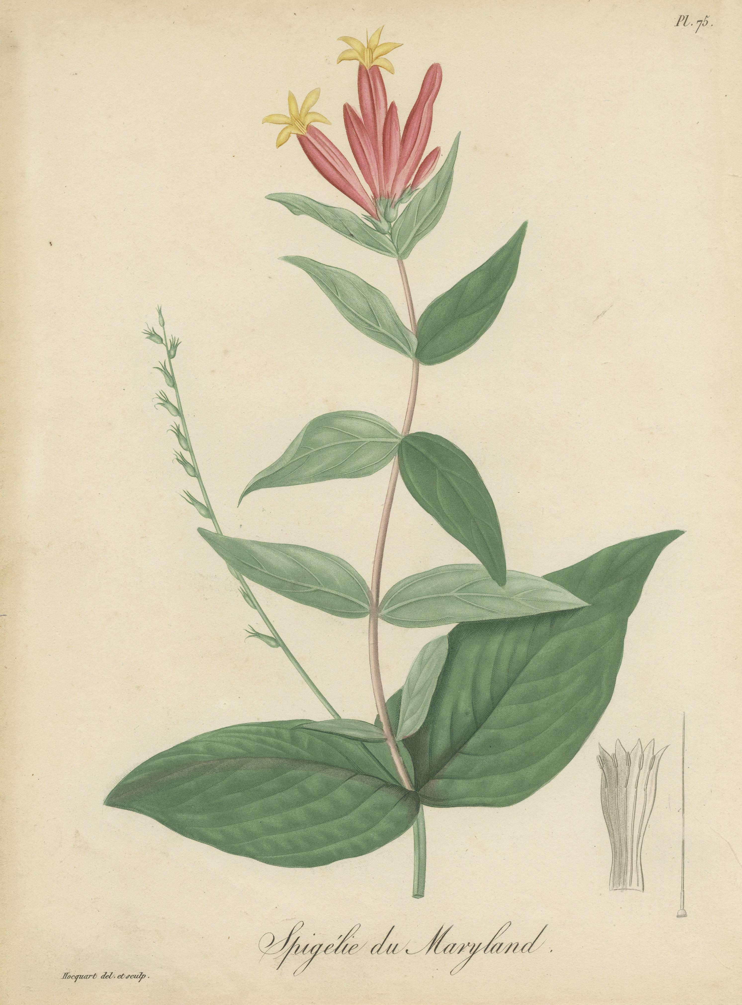 19th Century Antique Botanical Flower Print of Spigelia Marilandica or Indian Pink, ca.1821 For Sale