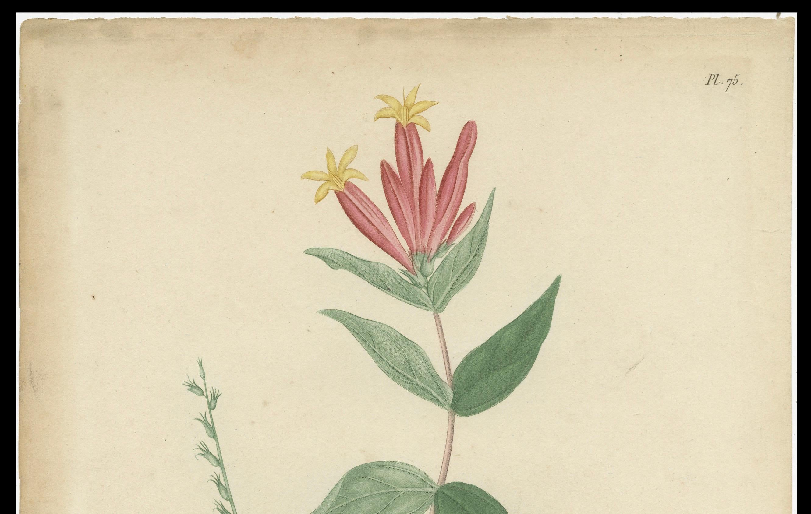 Paper Antique Botanical Flower Print of Spigelia Marilandica or Indian Pink, ca.1821 For Sale