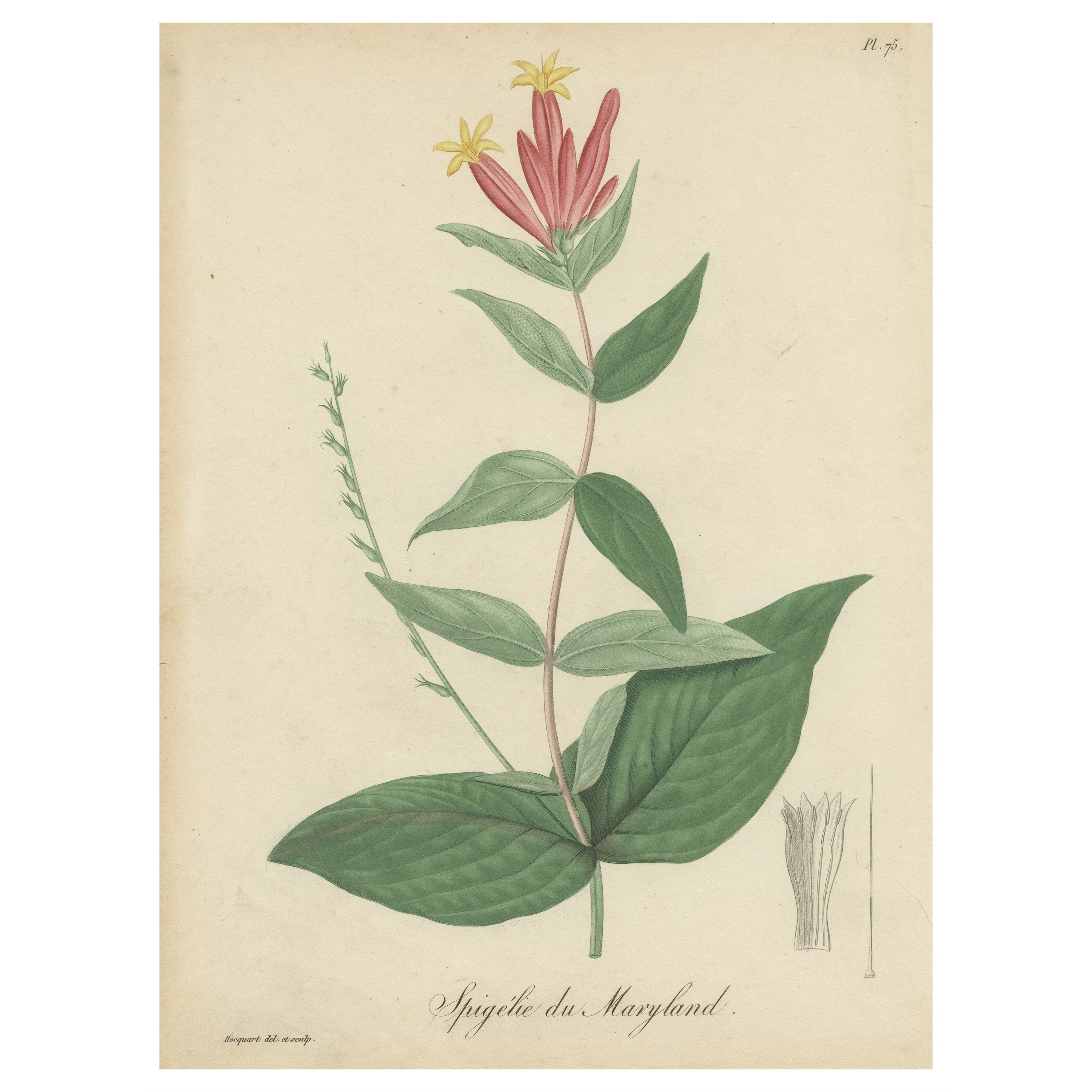 Antiker botanischer Blumendruck aus Spigelia Marilandica oder indischem Rosa, ca. 1821 im Angebot