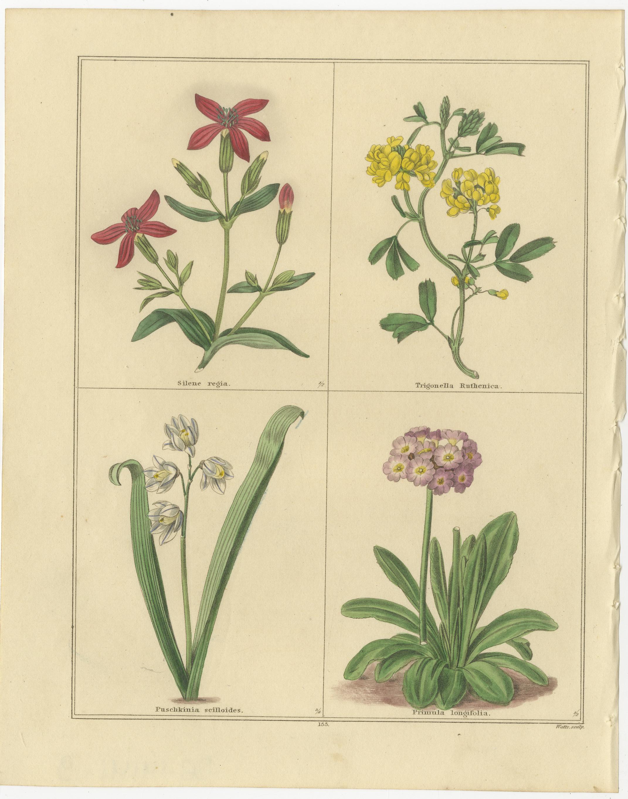 Paar botanische Kupferstiche aus The Botanic Garden von B. Maund, London um 1836

Ein wunderschön abgestimmtes Paar handkolorierter botanischer Stiche aus *The Botanic Garden* von Benjamin Maund (1790-1864), Band VII, veröffentlicht in London um