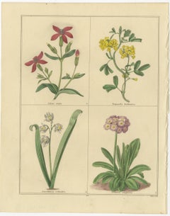 Antique Botanical Flower Studies by Benjamin Maund, London c.1836
