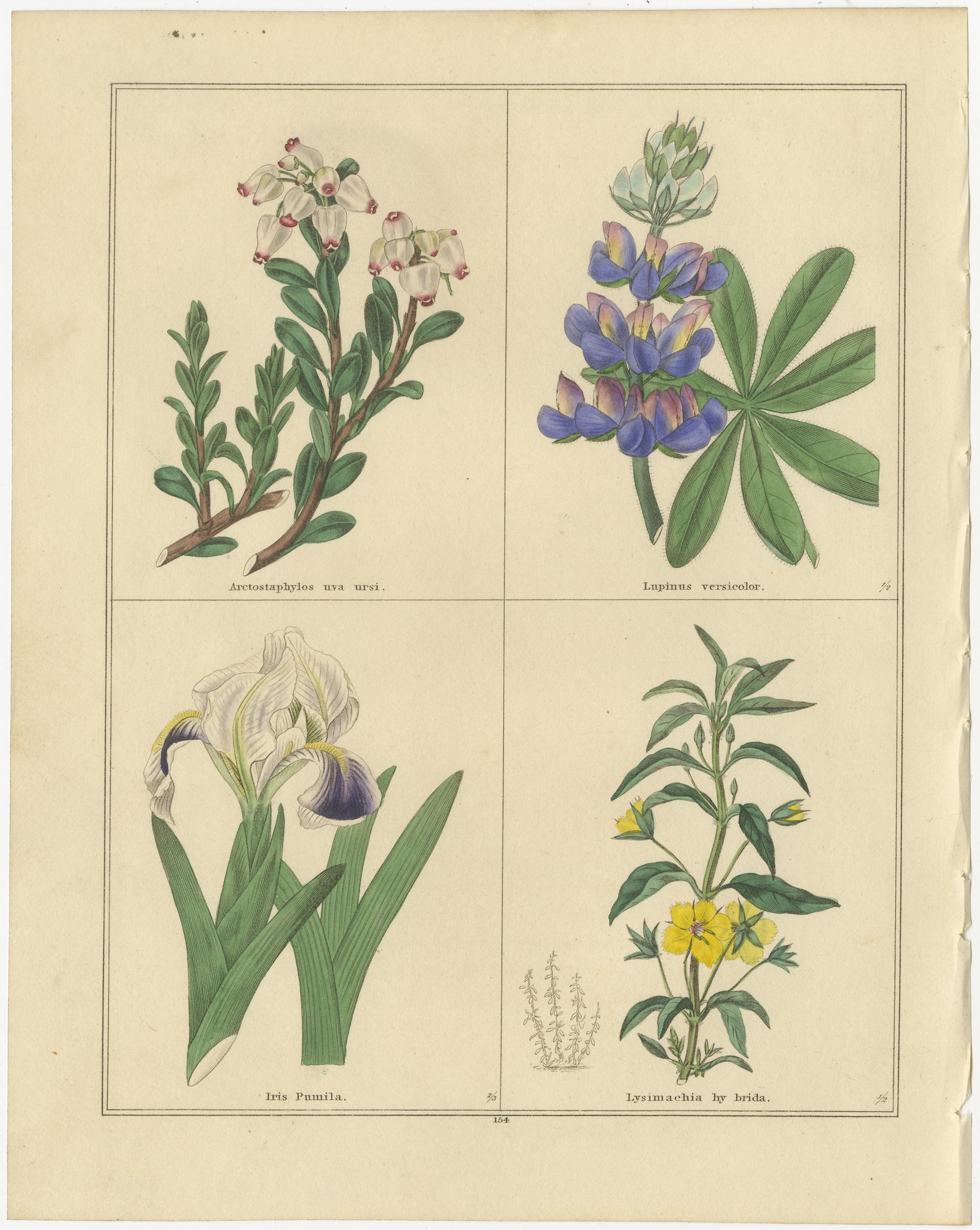 Antike botanische Blumenstudien von Benjamin Maund, London um 1836 (Britisch) im Angebot