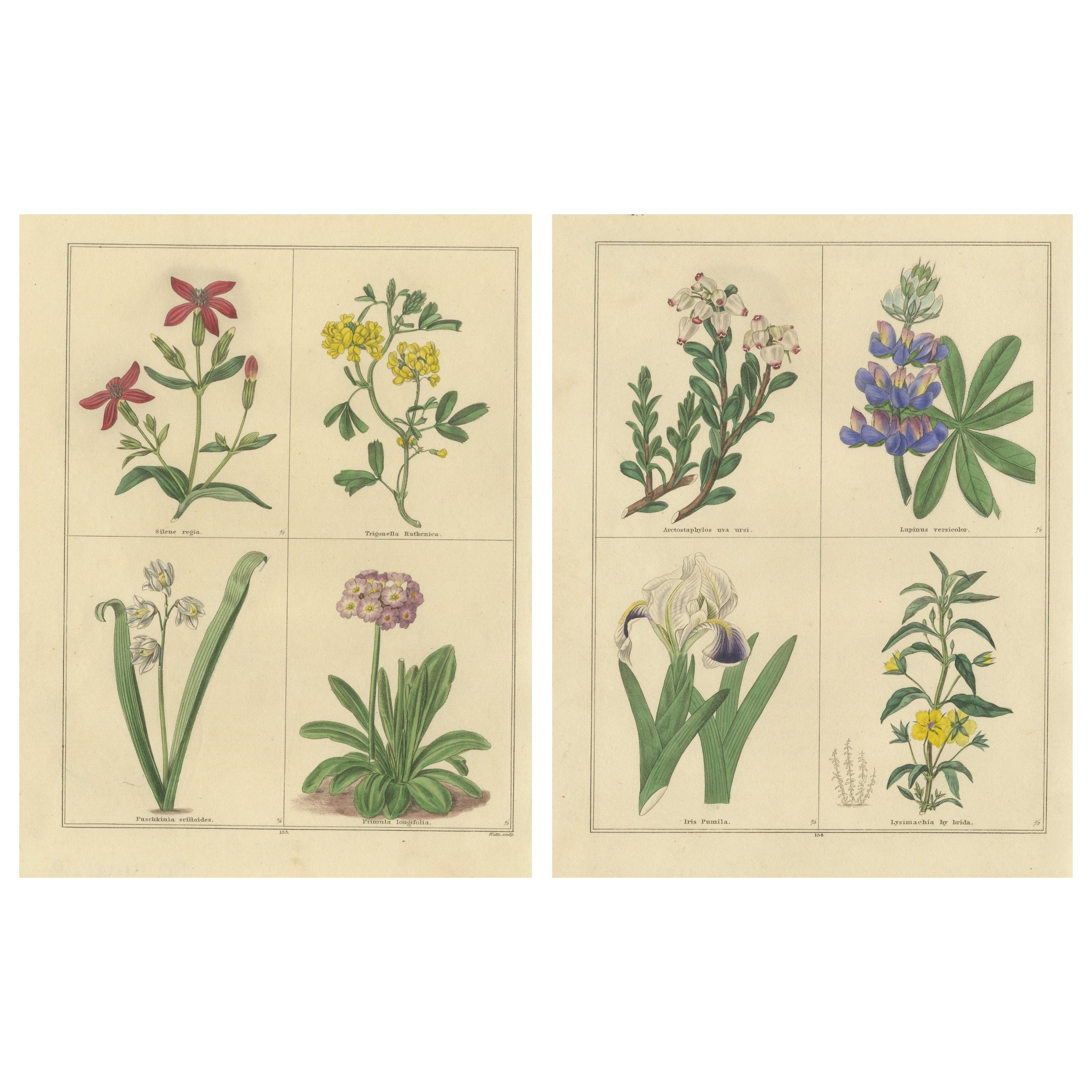 Études de fleurs botaniques antiques par Benjamin Maund, Londres c.1836