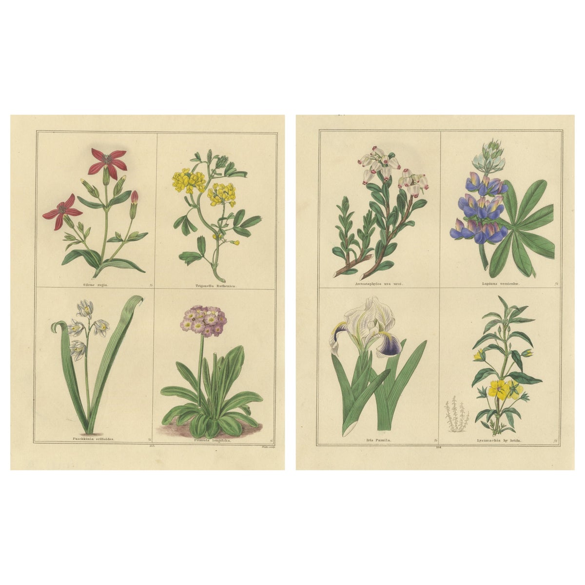 Antique Botanical Flower Studies by Benjamin Maund, London c.1836