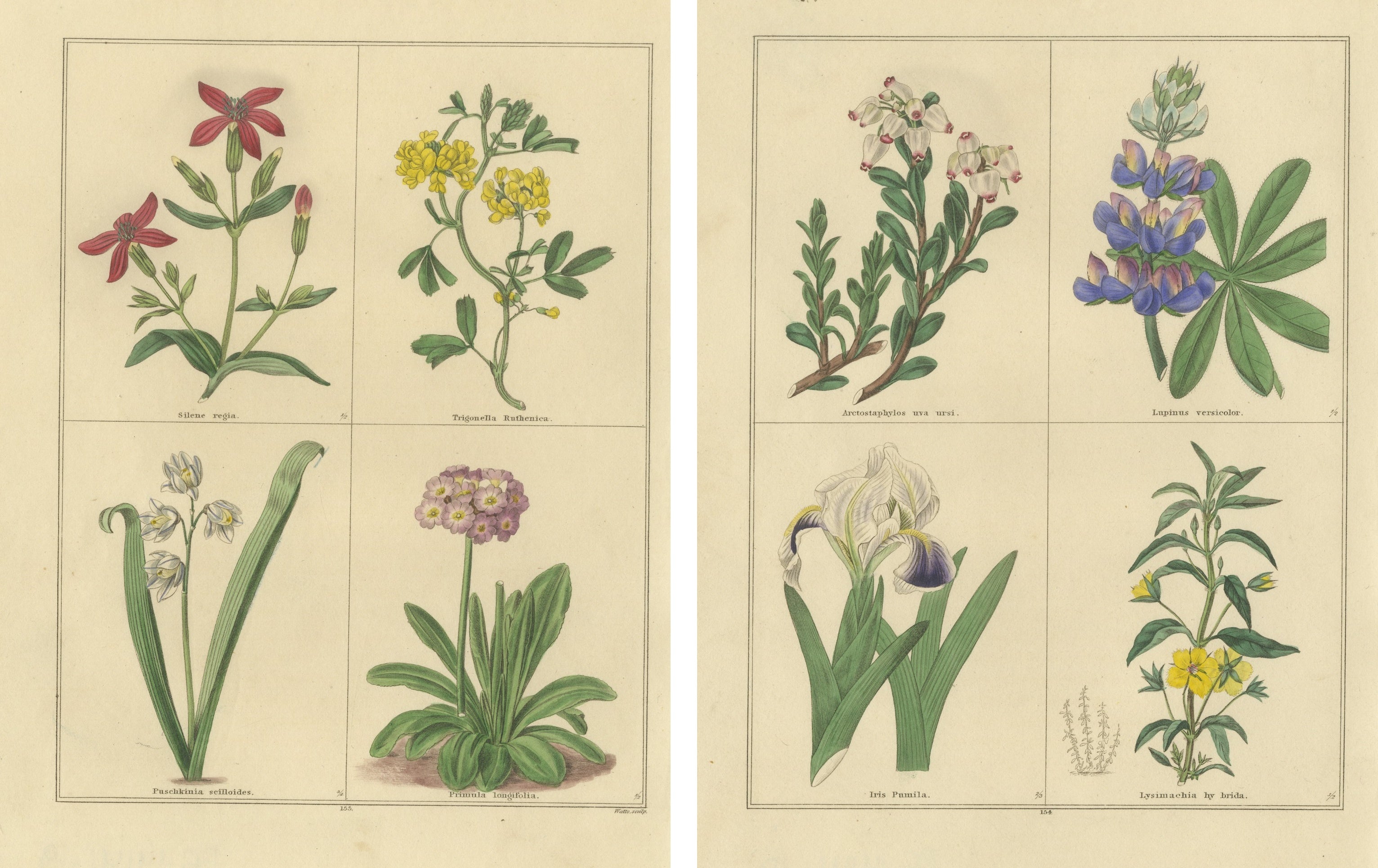 Antike botanische Blumenstudien von Benjamin Maund, London um 1836