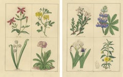 Antike botanische Blumenstudien von Benjamin Maund, London um 1836