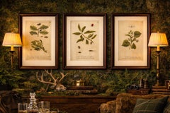 Antique Botanical Insect Engravings with Caterpillars and Ladybirds — Albin 1720