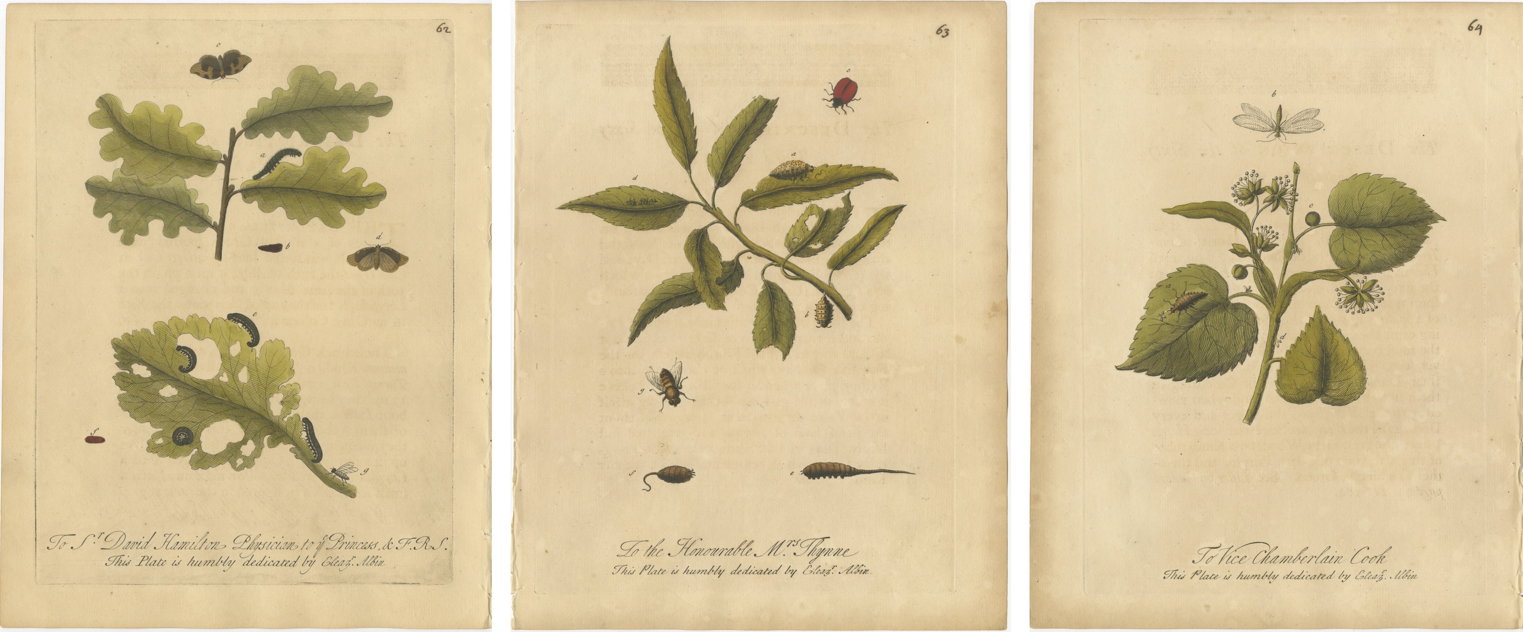 Antique Botanical Insect Engravings with Caterpillars and Ladybirds — Albin 1720 For Sale