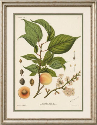 Antique Botanical Lithograph, Armenian Apricot, de Vriese, 1856, view 10