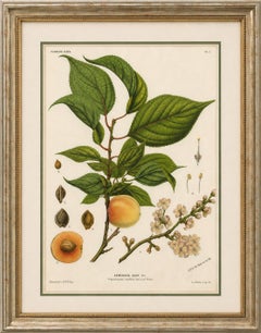 Antike botanische Lithographie, Armenische Aprikose, de Vriese, 1856