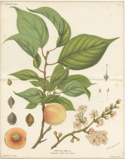 Antique Botanical Lithograph, Armenian Apricot, de Vriese, 1856