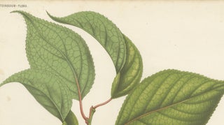 Antique Botanical Lithograph, Armenian Apricot, de Vriese, 1856, view 4