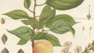 Antique Botanical Lithograph, Armenian Apricot, de Vriese, 1856, view 5