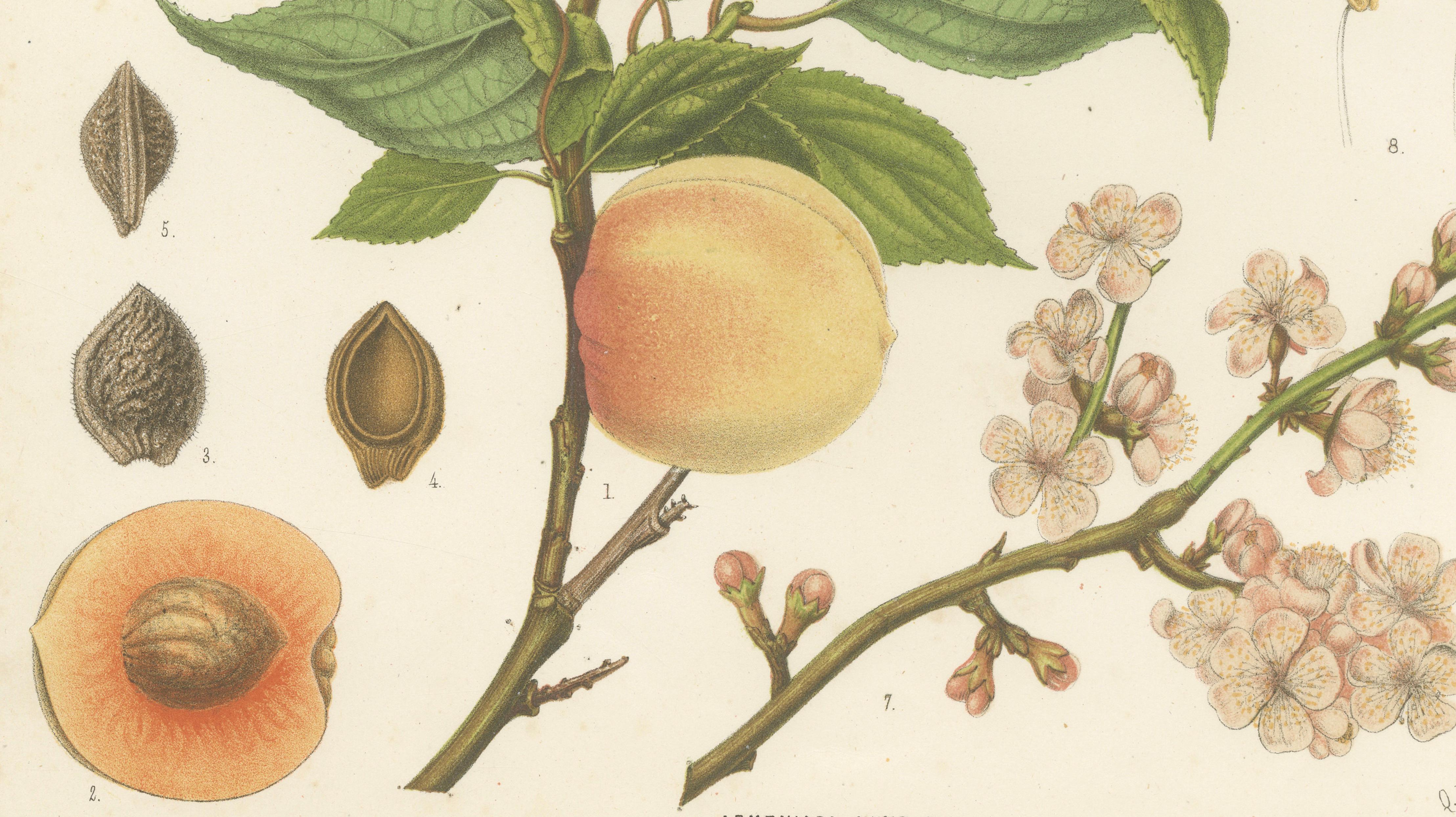 Antique Botanical Lithograph, Armenian Apricot, de Vriese, 1856