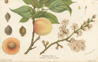 Antique Botanical Lithograph, Armenian Apricot, de Vriese, 1856, view 7