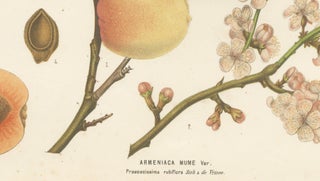Antique Botanical Lithograph, Armenian Apricot, de Vriese, 1856, view 9