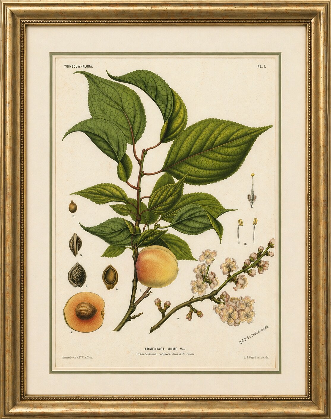 Antique Botanical Lithograph, Armenian Apricot, de Vriese, 1856