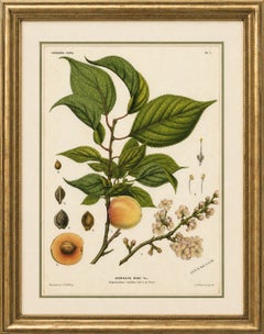 Antike botanische Lithographie, Armenische Aprikose, de Vriese, 1856