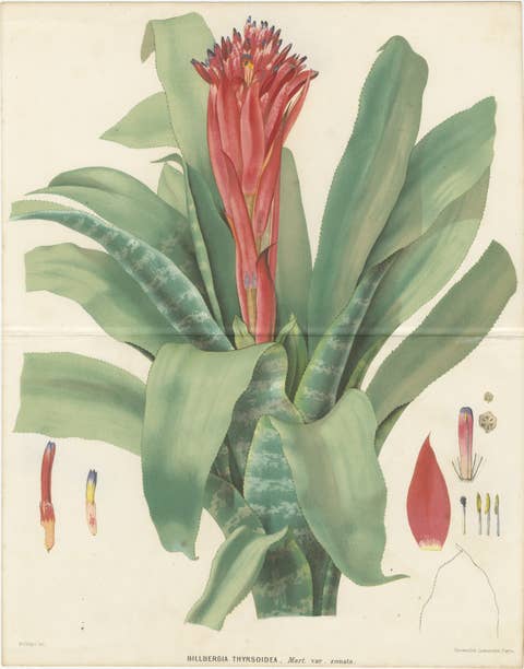 Antique Botanical Lithograph, Billbergia Thyrsoidea, de Vriese, 1856