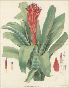 Antique Botanical Lithograph, Billbergia Thyrsoidea, de Vriese, 1856