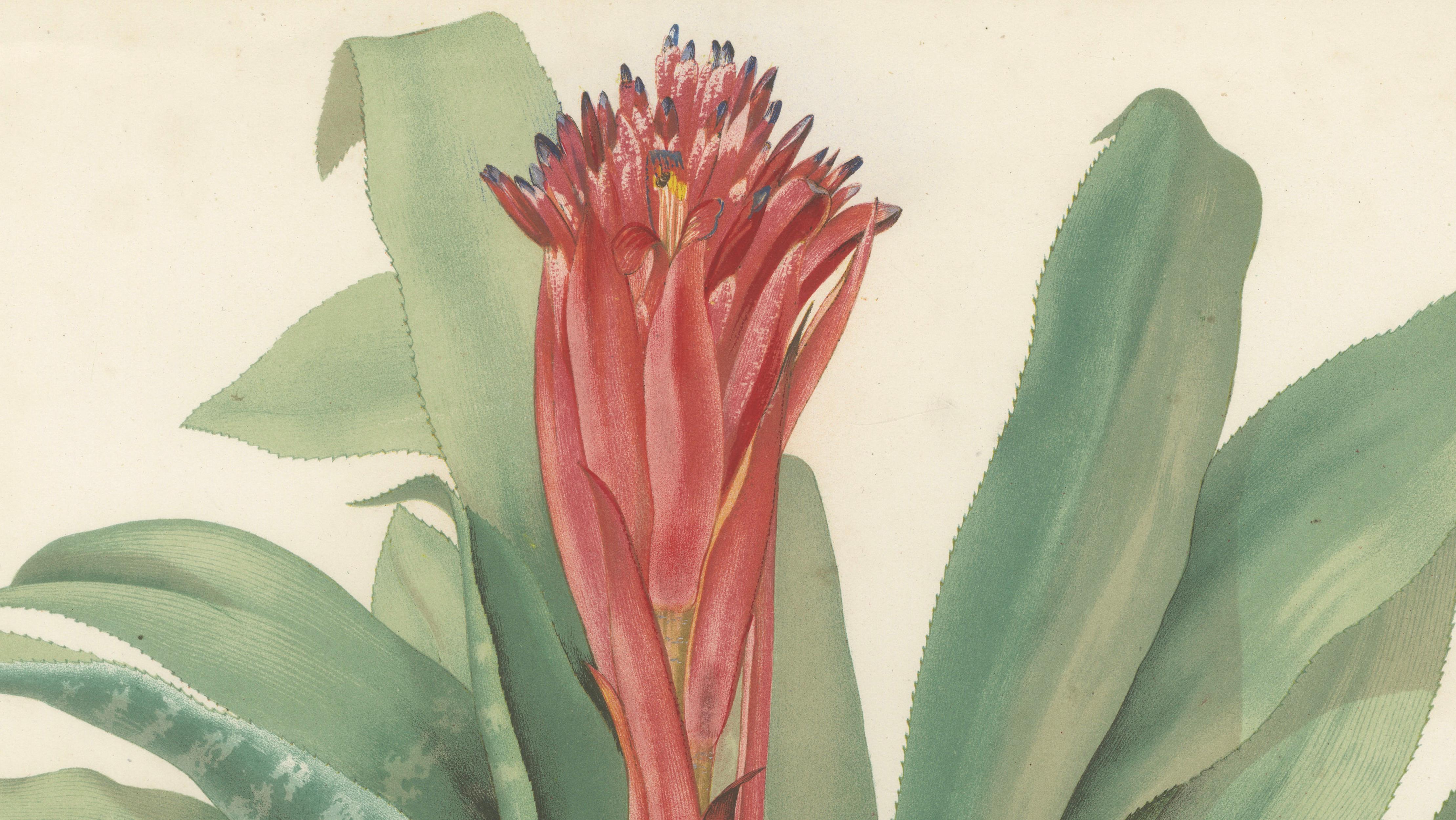 Antique Botanical Lithograph, Billbergia Thyrsoidea, de Vriese, 1856
