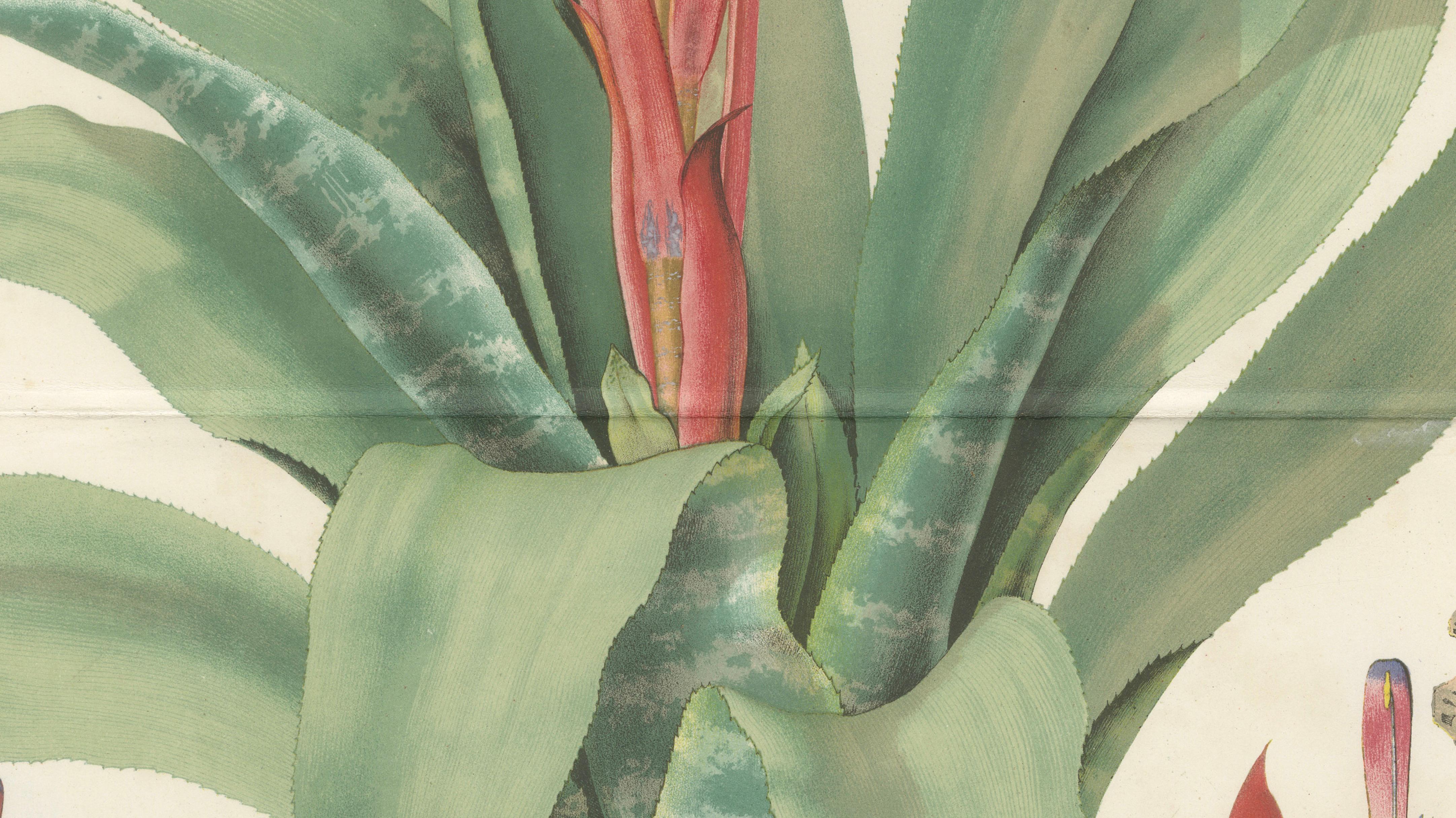 Antique Botanical Lithograph, Billbergia Thyrsoidea, de Vriese, 1856