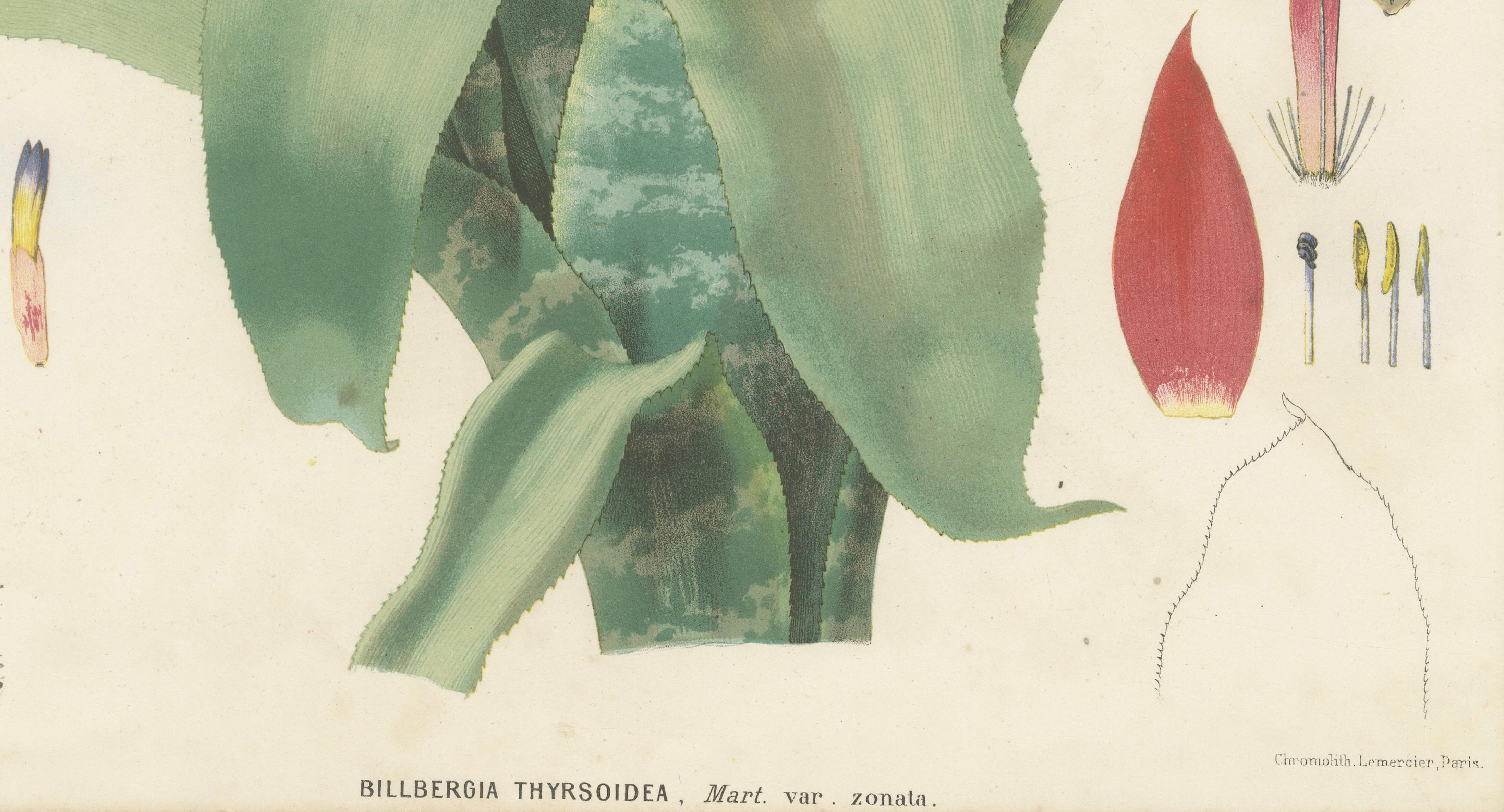 Antique Botanical Lithograph, Billbergia Thyrsoidea, de Vriese, 1856