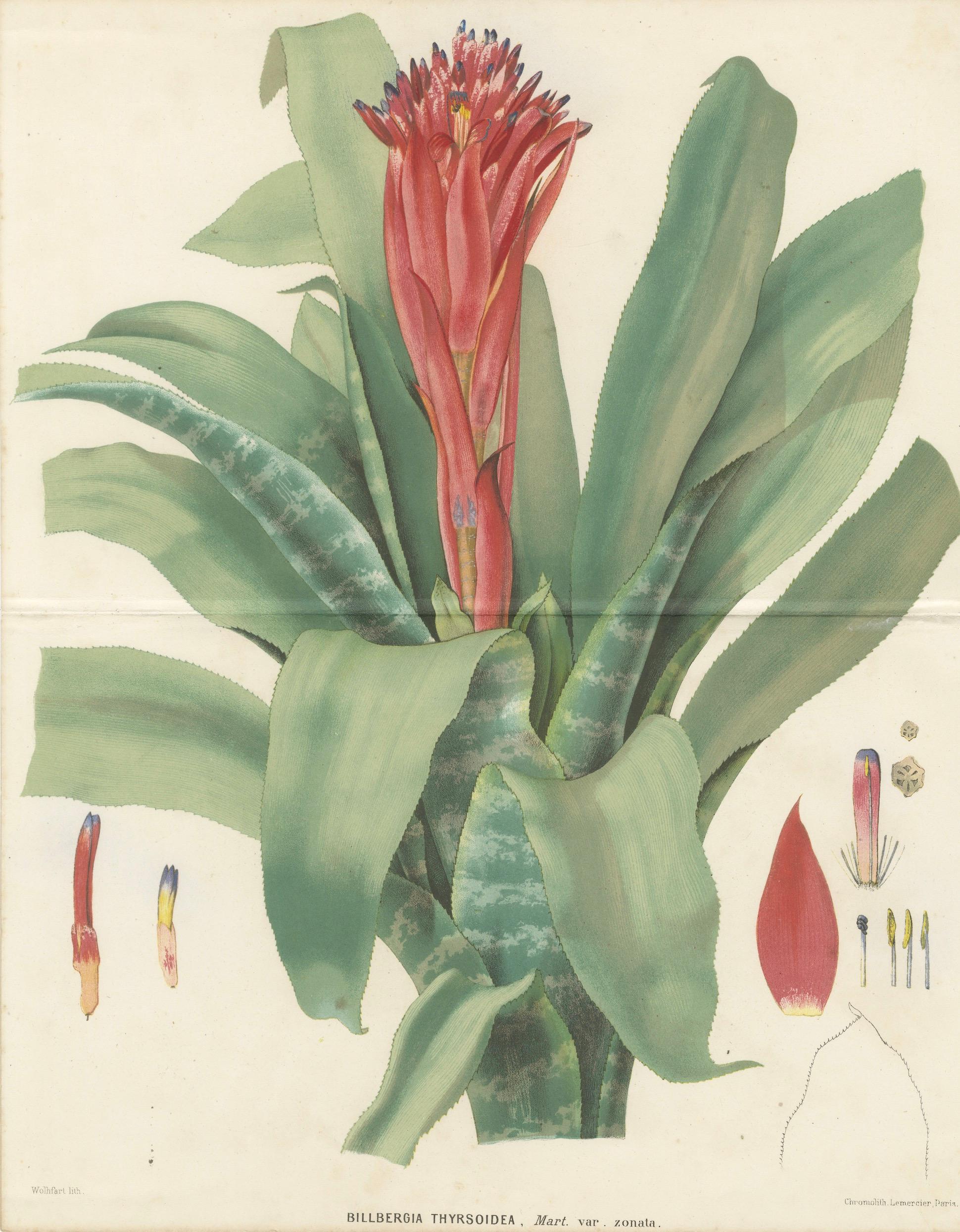Antique Botanical Lithograph, Billbergia Thyrsoidea, de Vriese, 1856