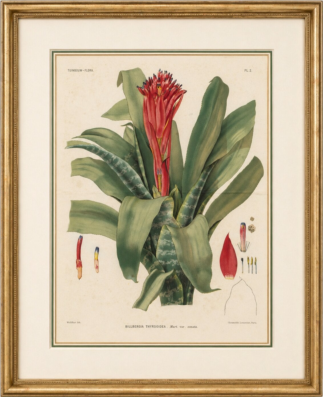 Antique Botanical Lithograph, Billbergia Thyrsoidea, de Vriese, 1856 For Sale